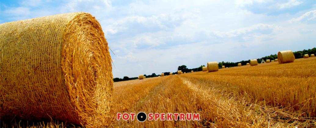 Sommerfest 2014  in Oyten